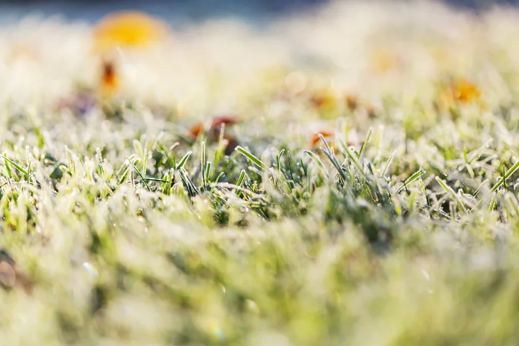 How to Prepare Your Lawn for Winter in Vancouver, BC