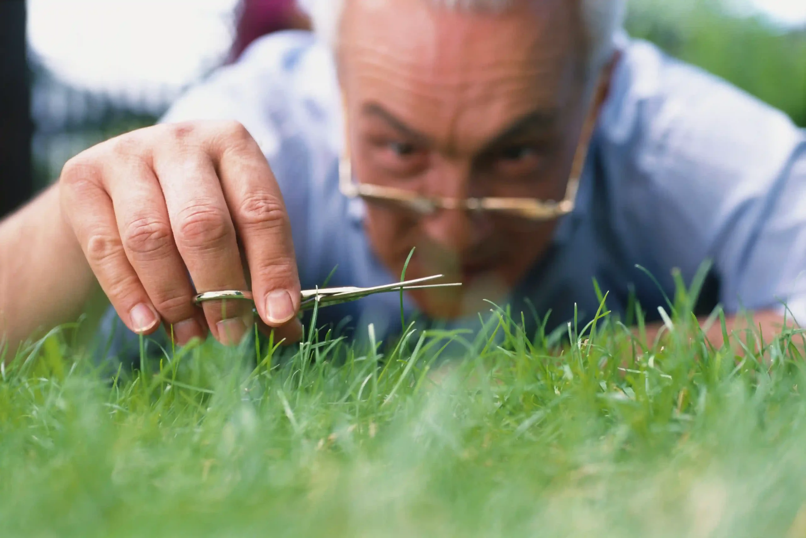 Lawn Problems & How to Fix Them