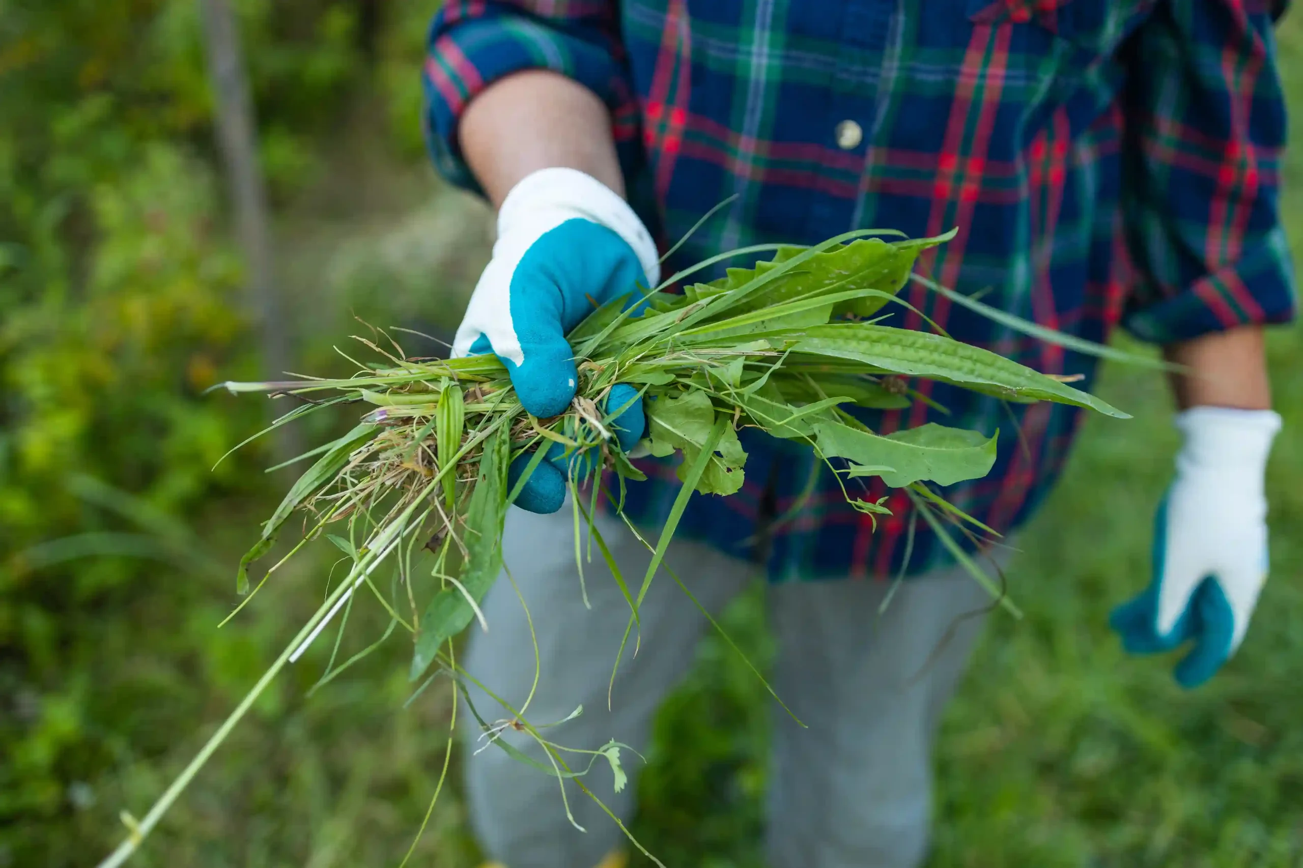 You are currently viewing How to Weed Control By Naturally and Manually in BC
