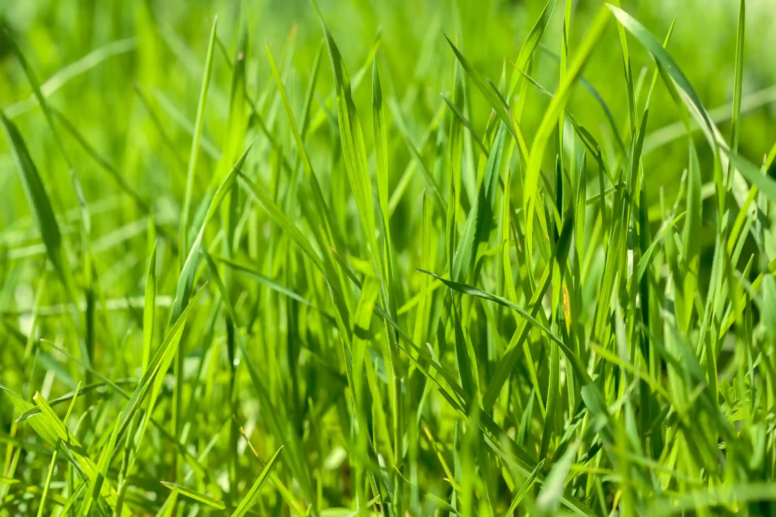 Best Grass Types for Vancouver Lawns