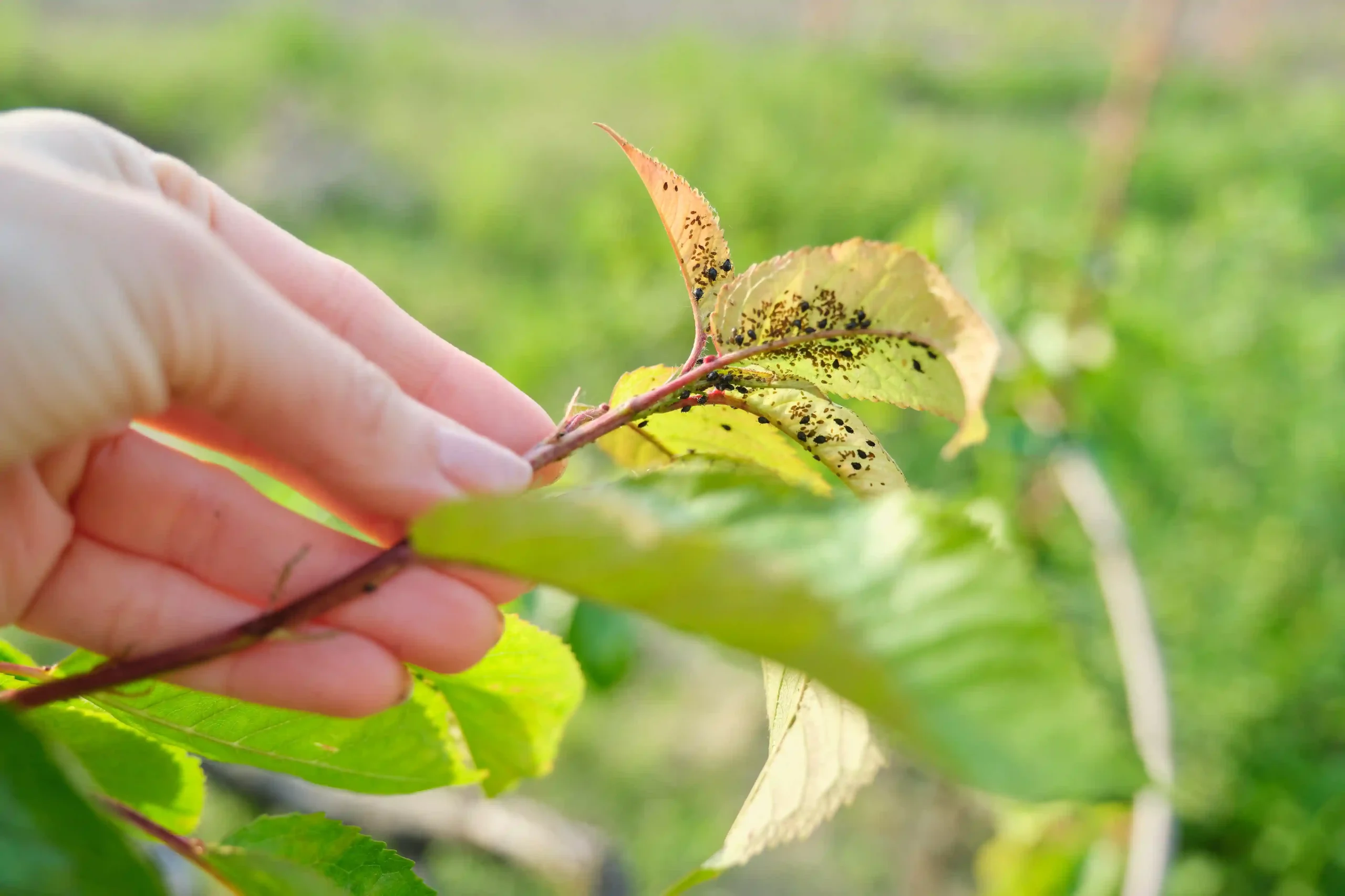 Control Pests and Diseases of Plants