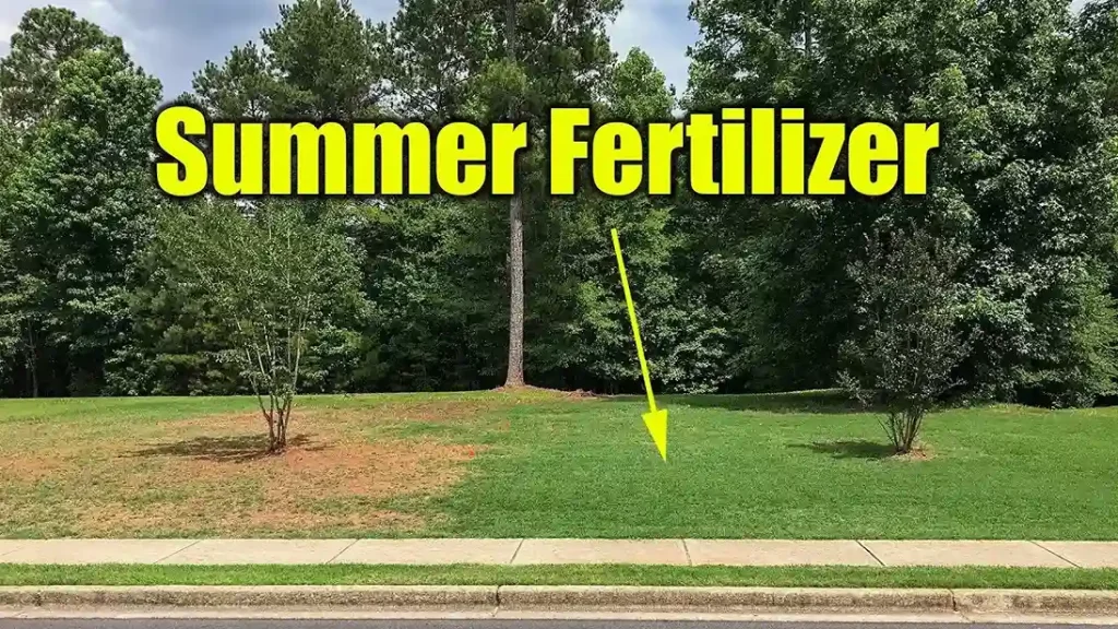 Best Fertilizer for Grass in the Summer