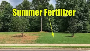 Best Fertilizer for Grass in the Summer