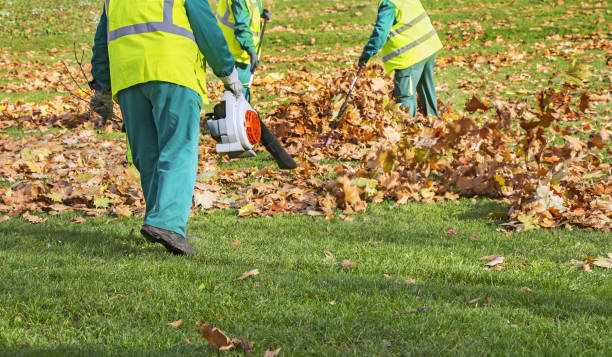 .Workers cleaning fallen autumn leaves with a leaf blower. Affordable Lawn Leaf Removal Service