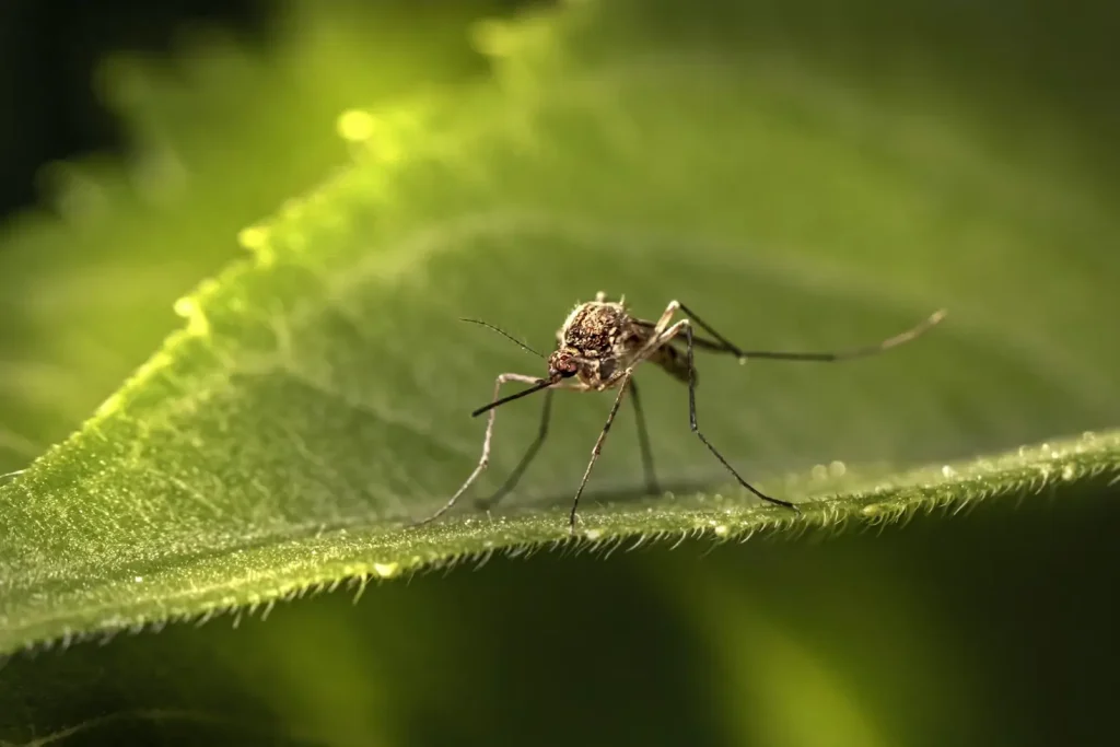 A mosquito stand on leaf. Learn Mosquito Control Methods