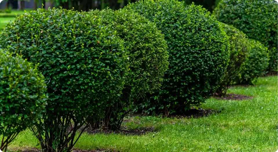 Boxwood Plant Growing Guide – Best Varieties, Planting & Care