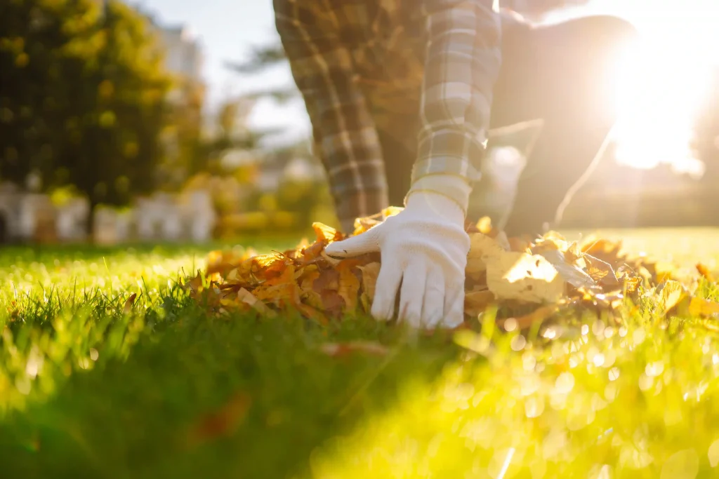 The Complete Seasonal Guide: Essential Steps for Spring and Fall Lawn Care