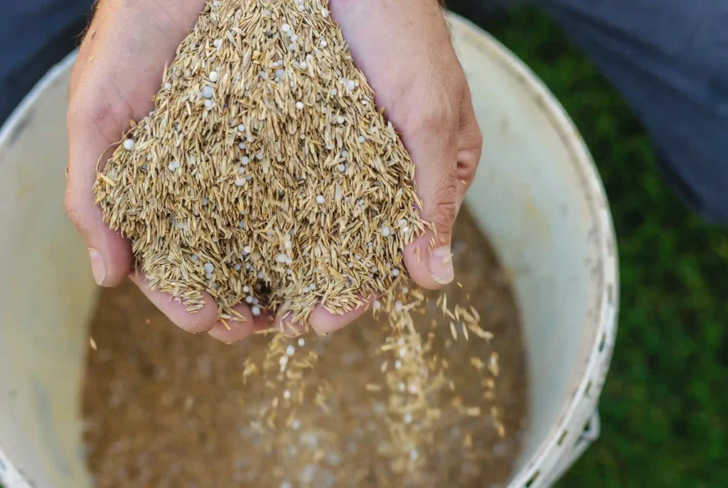 Right Grass Seed for Your Lawn