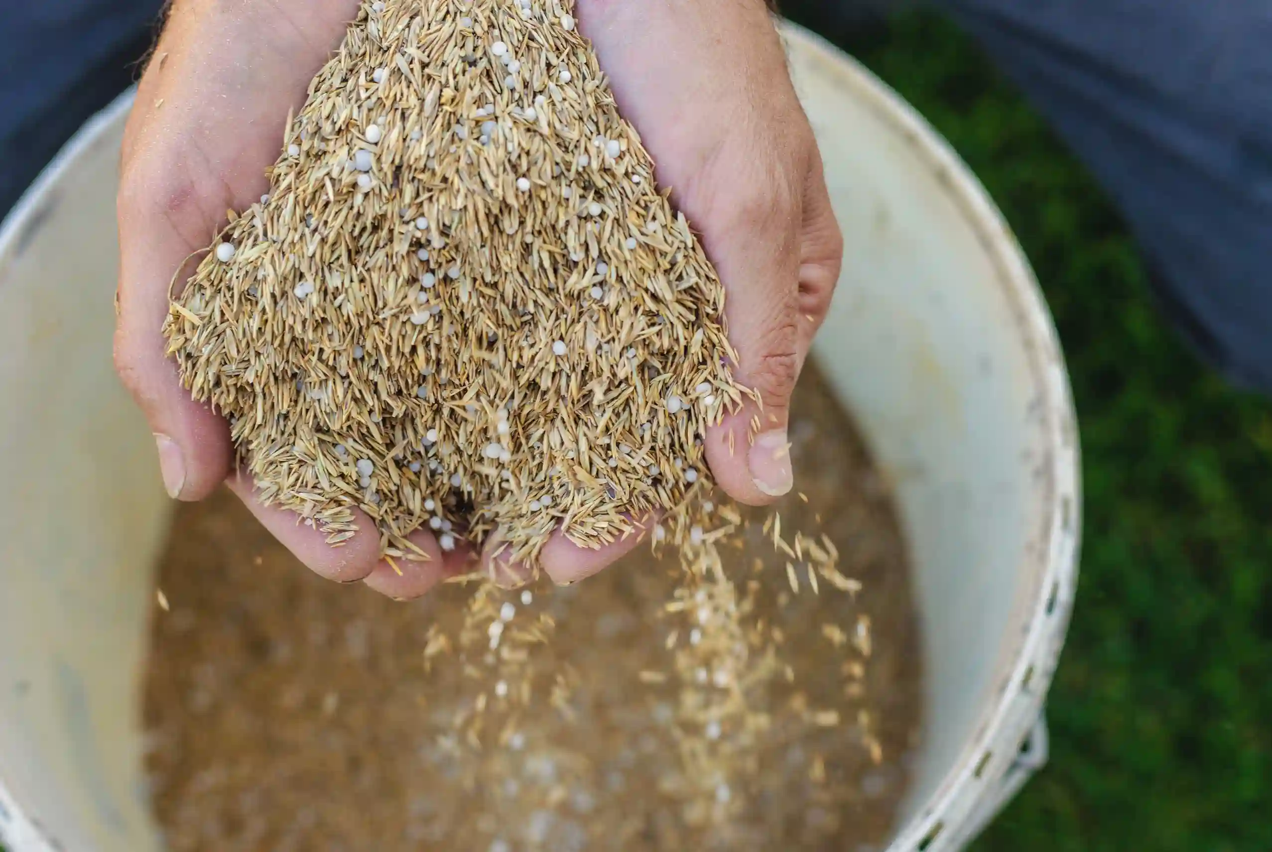 Right Grass Seed for Your Lawn