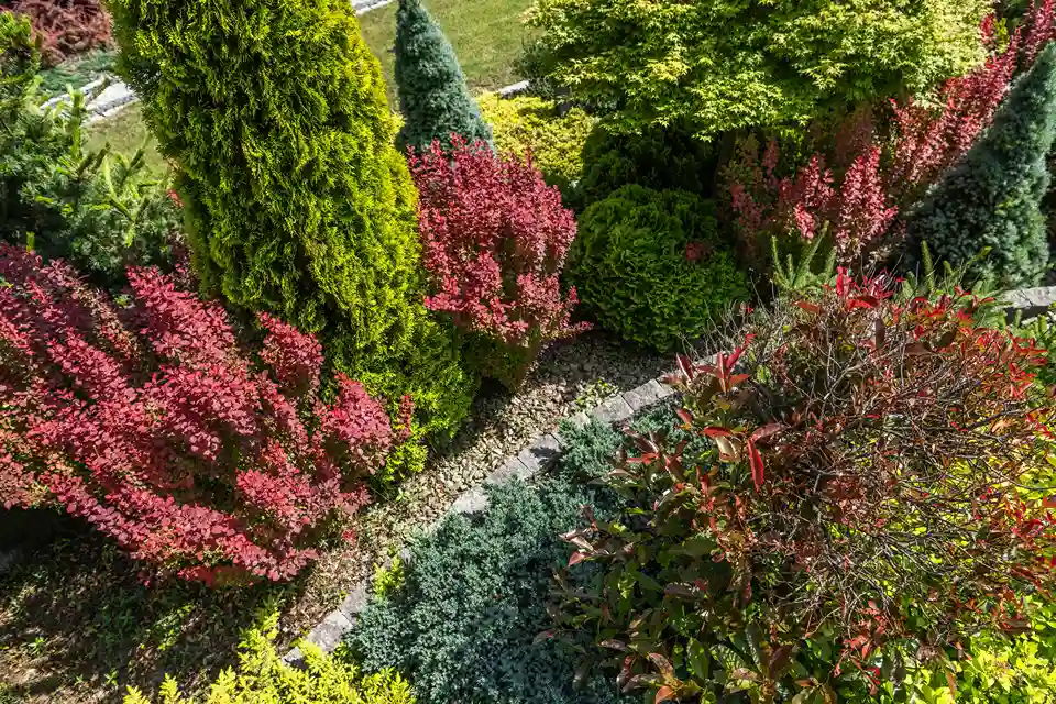 Best Evergreen Shrubs To Grow for Year-Round Interest