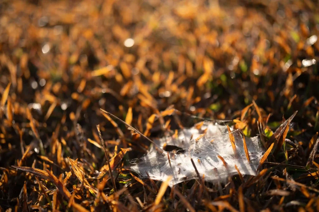 Common Lawn Problems and Lawn Care Tips to Solve Them