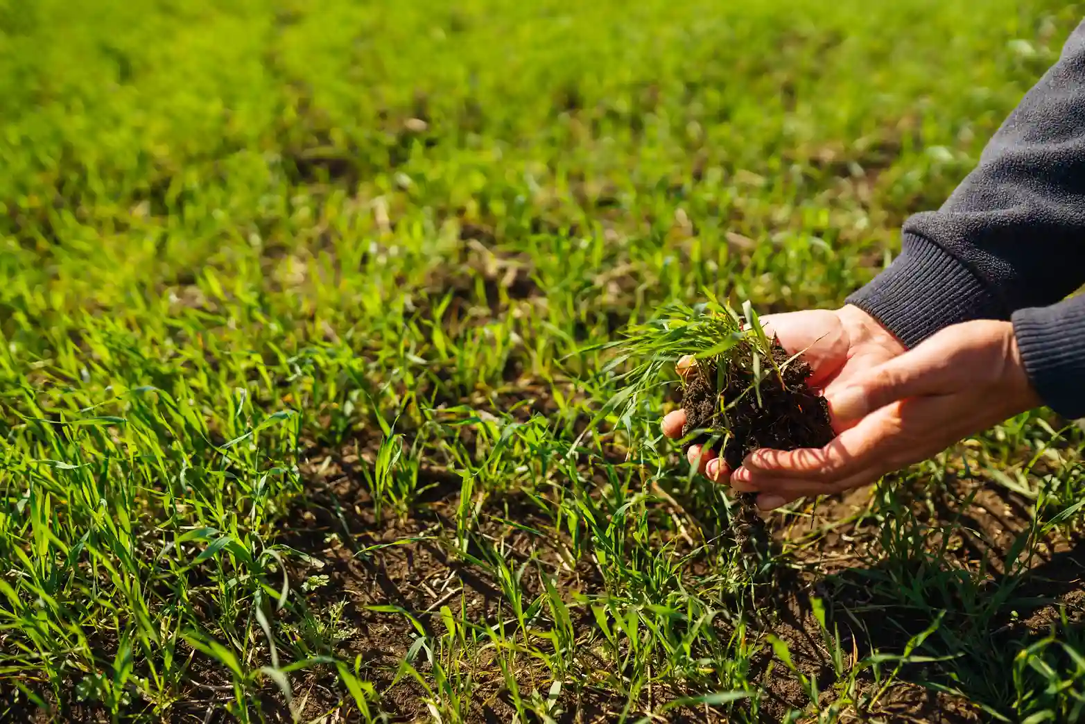 Overseeding Mistakes You Should Avoid: Vancouver Lawn Care Guide