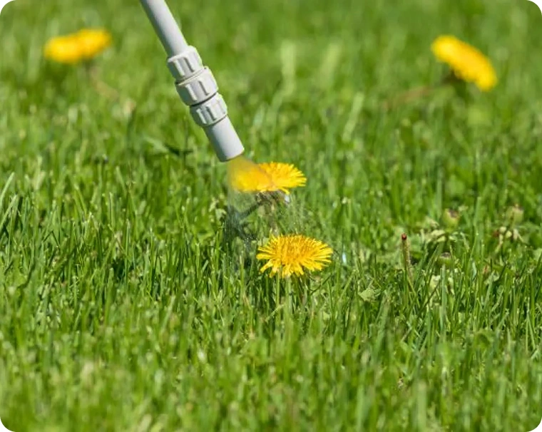 Lawn Care Maintenance