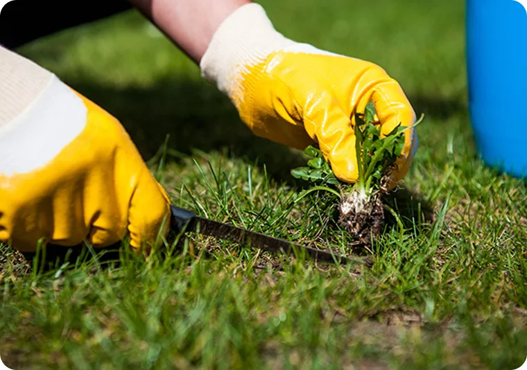 Targeted Weed Treatment