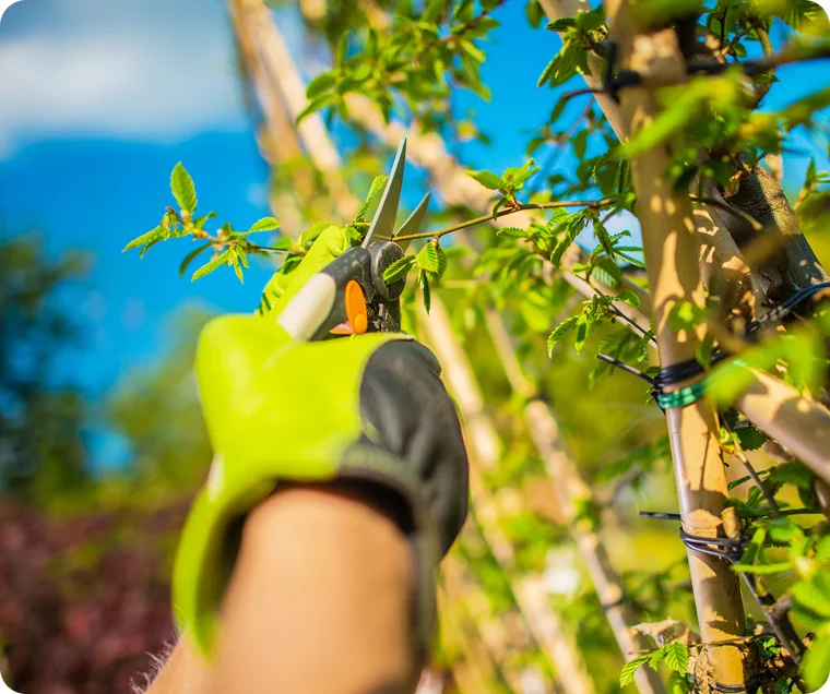 Tree Pruning and Trimming