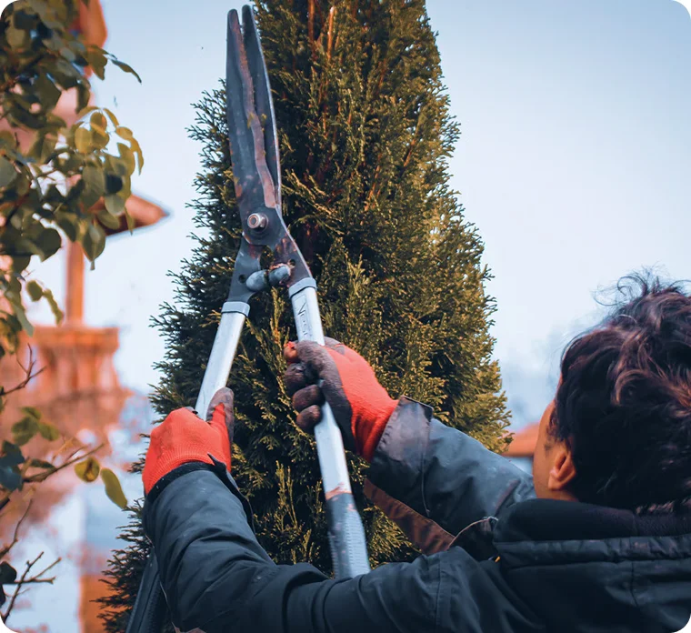 Tree Pruning and Trimming