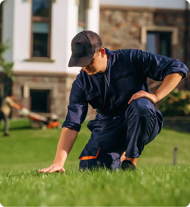 Tree Pruning and Trimming