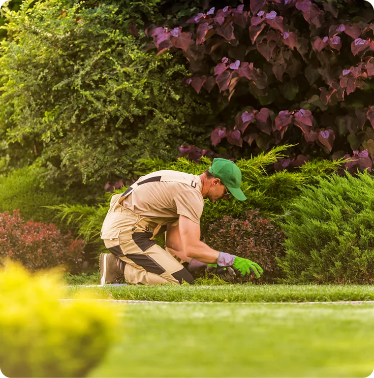 Lawn Inspection and Condition Check