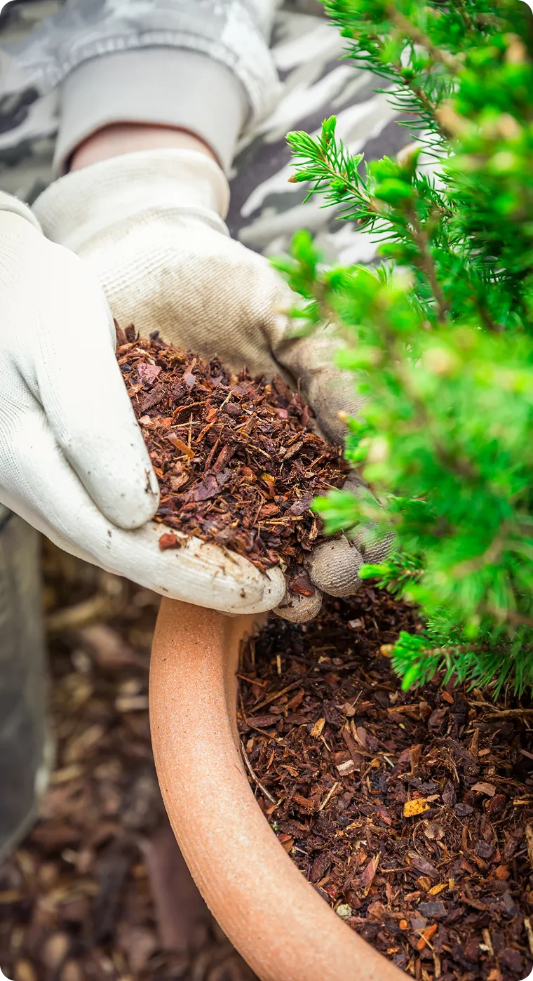Tree Pruning and Trimming