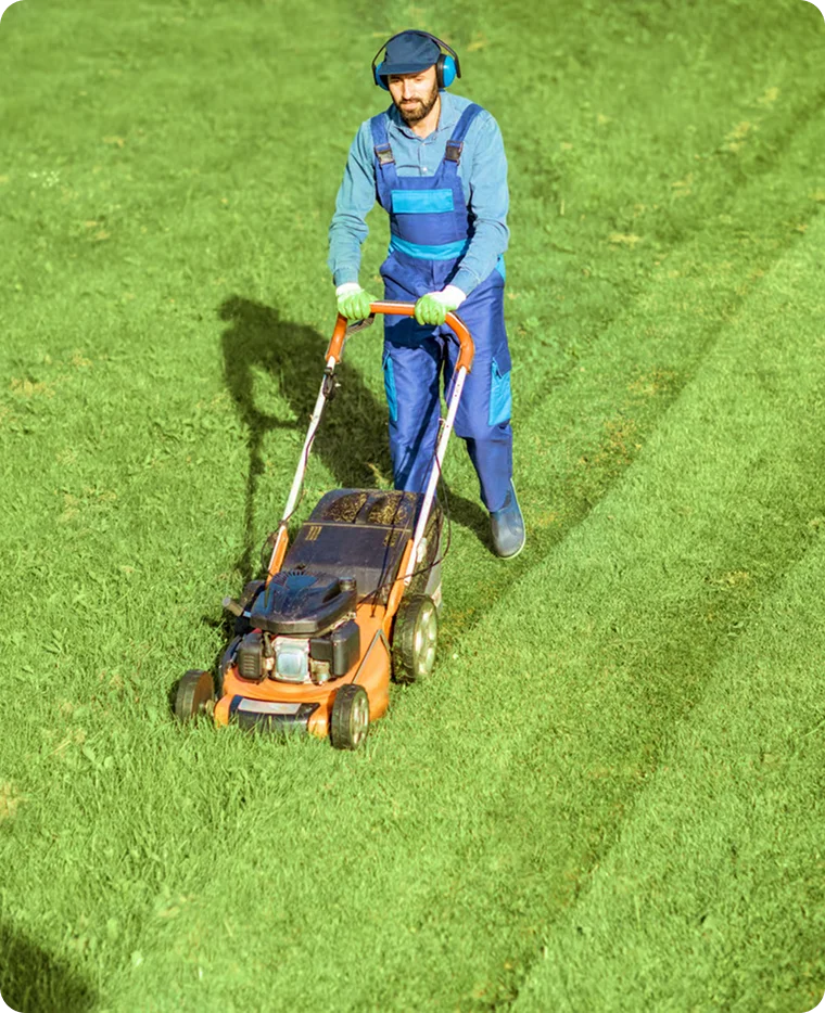 Tree Pruning and Trimming