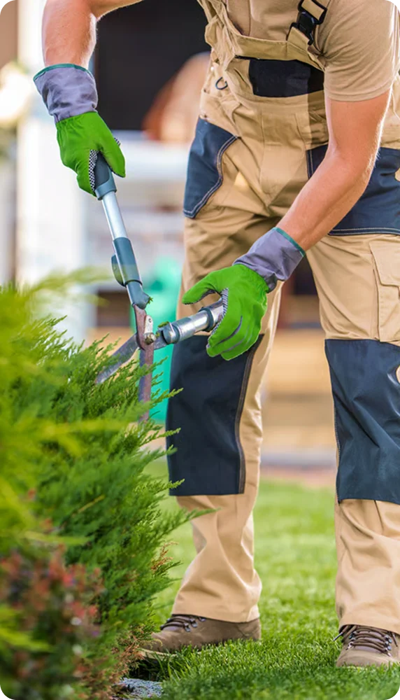 Gardener using long-handled pruners on an evergreen shrub for absentee landlord lawn care in Vancouver