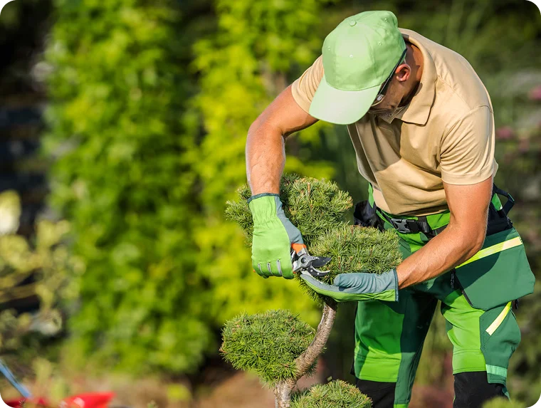 Gardener in green gloves pruning a small topiary shrub for retirement home lawn care in Vancouver