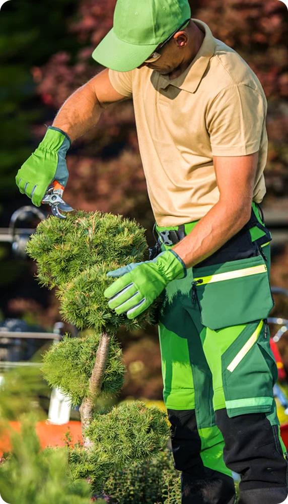 Gardener in a green cap shaping a potted topiary with shears for retirement home lawn care in Vancouver
