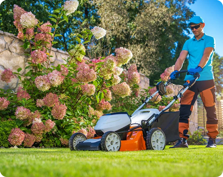 Landscaper mowing a lawn beside pink hydrangeas for Airbnb lawn care in Vancouver