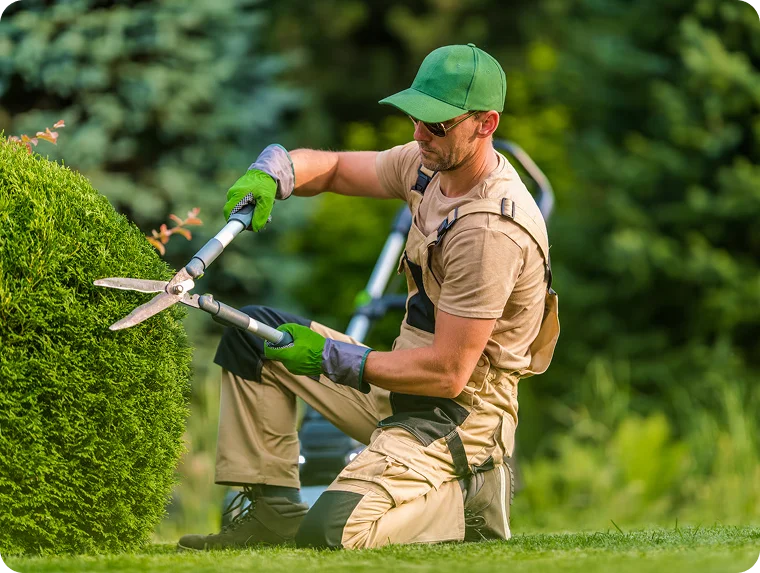 Gardener in a green cap clipping a rounded hedge with shears for Airbnb lawn care in Vancouver