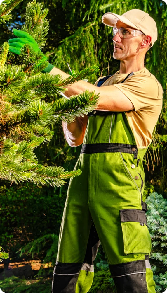 Gardener in green overalls trimming evergreen branches for Airbnb lawn care in Vancouver